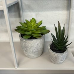 Sukkulent pakke 2 - st af 2