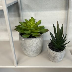 Sukkulent pakke 2 - st af 2