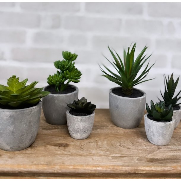 Sukkulent pakke 1 - st af 2