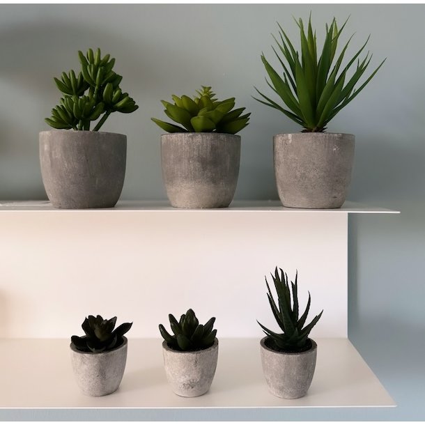 Sukkulent pakke 2 - st af 2