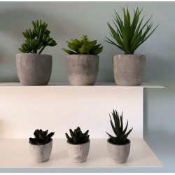 Sukkulent i krukke med potte